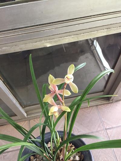 披罗戴翠