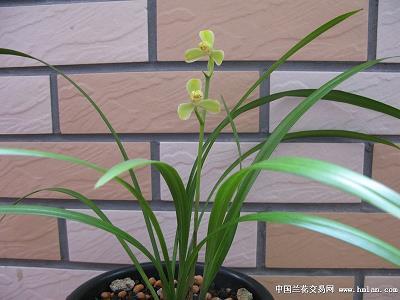 一波未成，一波已作