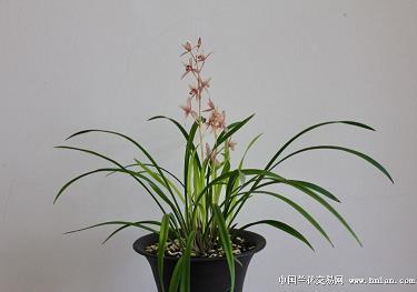 一钵一瓶
