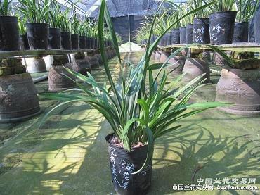 通首至尾
