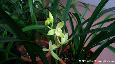振鹭在庭