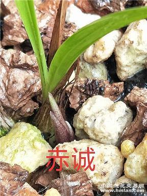 鼓噪四起