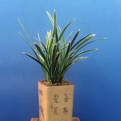 舍邪归正