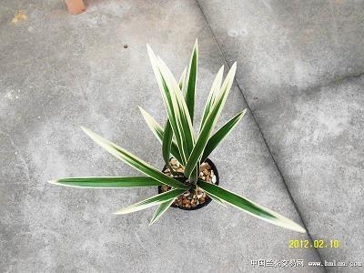 悠悠扬扬