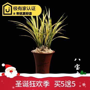 带牛佩犊