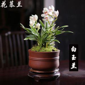 眷眷之心