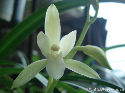 胡走游飞