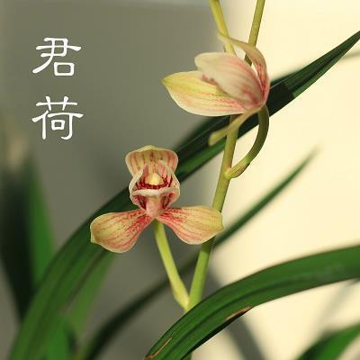 燕雁代飞