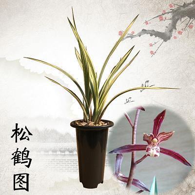 不磷不缁
