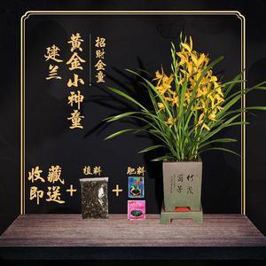 无明火