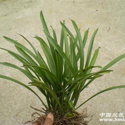 昼干夕惕
