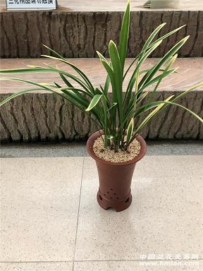 如指诸掌
