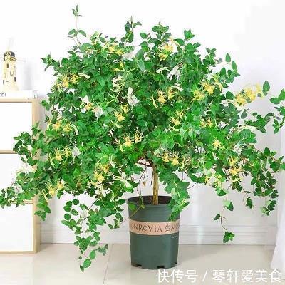 鞠躬尽力，死而后已