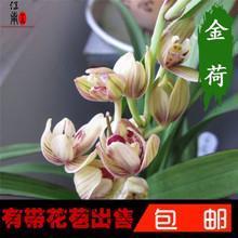 破落户