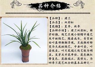 安于磐石