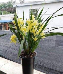 拖青纡紫