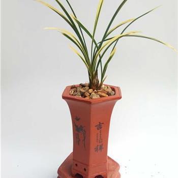 百伶百俐