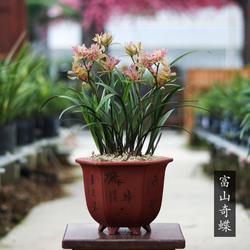 家常里短