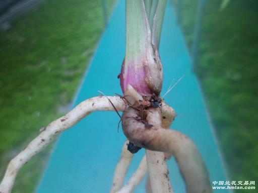 连镳并驾