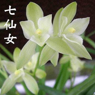 光杆司令