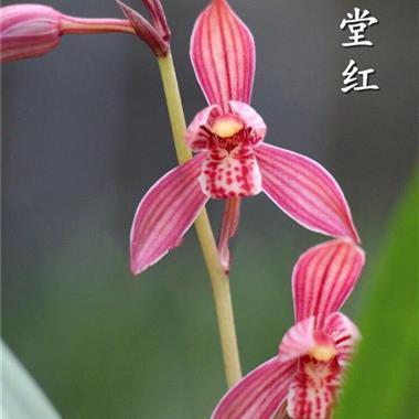 稳吃三注
