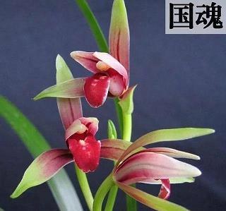 躲躲闪闪