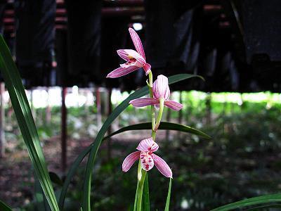三十而立