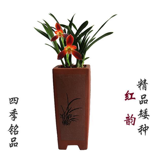 玉碎花消