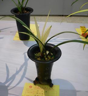 黄汤淡水