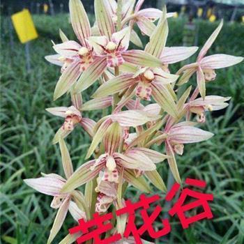 质非文是