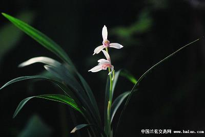 最经典的陈晨名言_生日快乐的经典名言