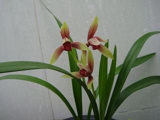 百花齐放，百家争鸣