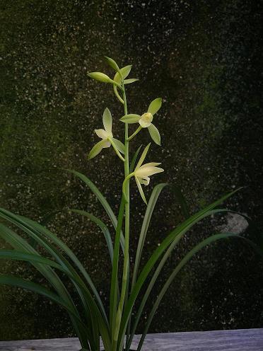 细雨斜风