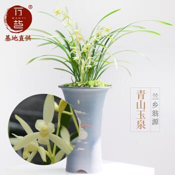 一依旧式