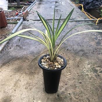 高才捷足