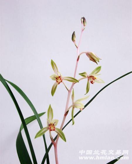 芳兰竟体