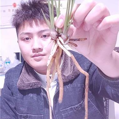 根连株拔