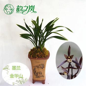 锋芒逼人