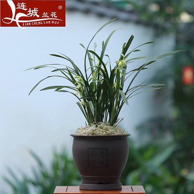 春节回家过年的句子53句