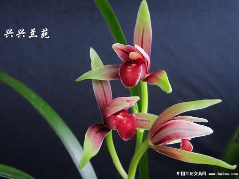 苦不聊生