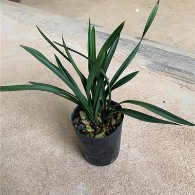 握纲提领