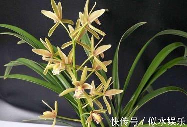 持刀弄棒