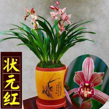 指桑说槐