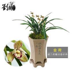 死告活央