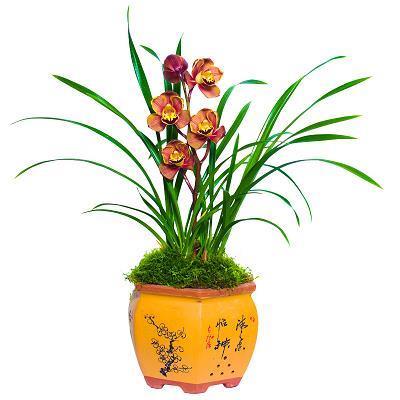 经典生日祝福语_经典文言文生日祝福语