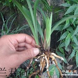 积德累仁