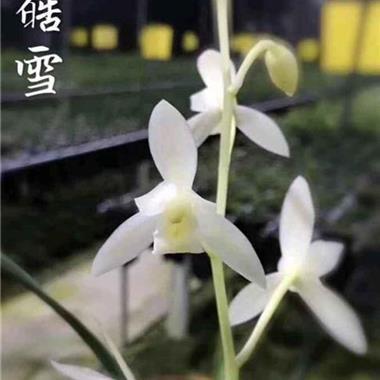外巧内嫉