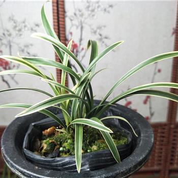 匡救弥缝