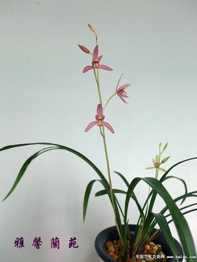 七上八落