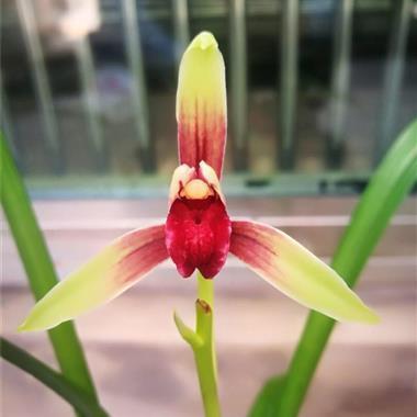 依样画葫芦